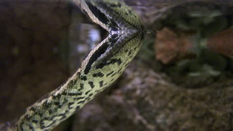 Anaconda Snake Underwater In Tropical Rainforest Swamp. Stock Footage ...