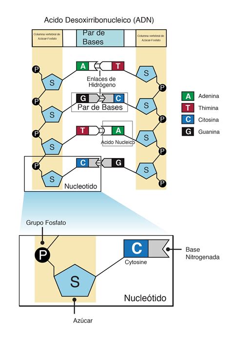 Exercícios Sobre ácidos Nucleicos BRAINCP