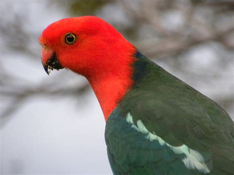 Australian King Parrot (Male) Free Photo Download | FreeImages