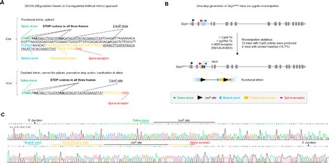 One Step Generation Of A Conditional Allele In Mice Using A Short Artificial Intron Heliyon