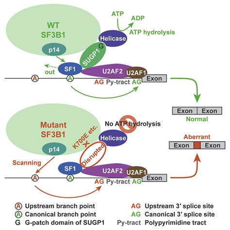 Disease Causing Mutations In Sf3b1 Alter Splicing By Disrupting