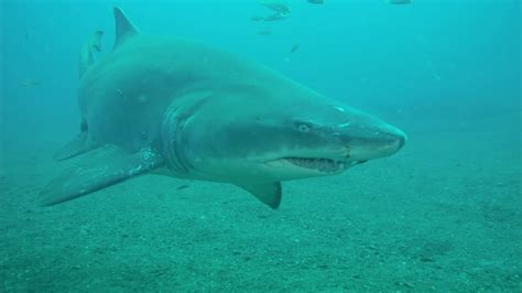 Morehead City North Carolina Scuba Diving With Lynnhaven Dive Center