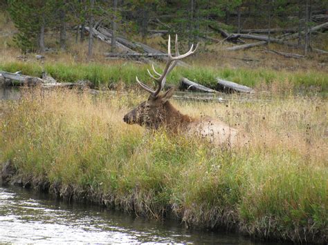 Yellowstone Elk, Yellowstone Natl Park | Yellowstone, Trip, Road trip