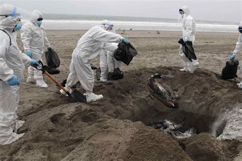 Caos por gripe aviar Minsa evalúa el cierre de playas ante incremento