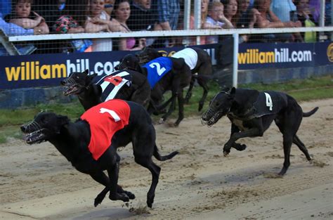 Who’s Top Dog In The World Of Greyhound Racing?