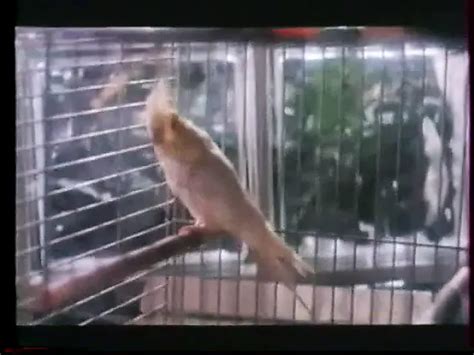 Corps Brulants Hardcore Porn XHamster