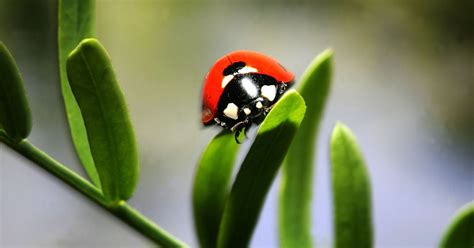 Ladybugs vs. Asian lady beetles: Know the difference