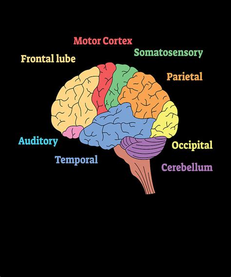 Brain Diagram Neurology Science Digital Art by Moon Tees - Pixels