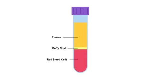 centrifuged blood layers blood tubes   layers divided