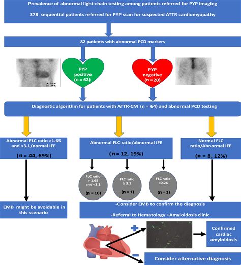 Light Chain Testing Abnormalities Among Patients With Transthyretin Amyloid Cardiomyopathy