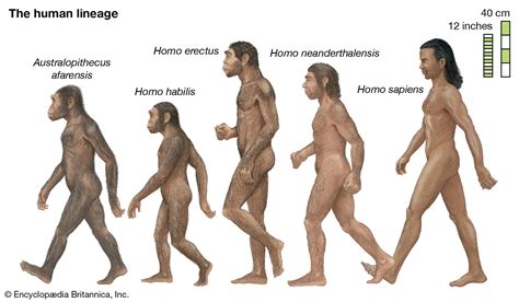 Key Stages In Human Evolution From Simple Organisms To Modern Humans