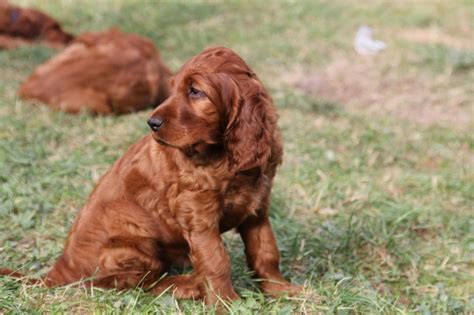 Some tips for Irish Setter Training - Puppiest.com