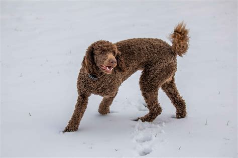 15 Small Dog Breeds with Long Hair (with Pictures) - Hey, Djangles.