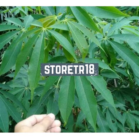 Jual Jual Daun Randu Segar Daun Kapuk Kg Shopee Indonesia