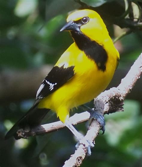 Yellow Oriole photos and wallpapers. Collection of the Yellow Oriole ...