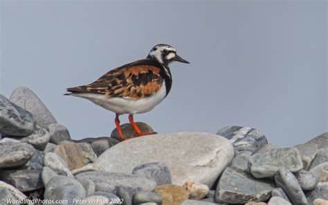 Turnstone Ruddy Arenaria Interpres Breeding Arctic Norway World