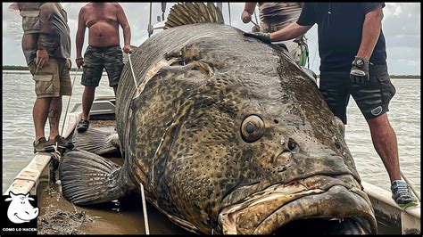 Mero Gigante Pescando En Estado Salvaje Cómo Pescar Toneladas De Mero