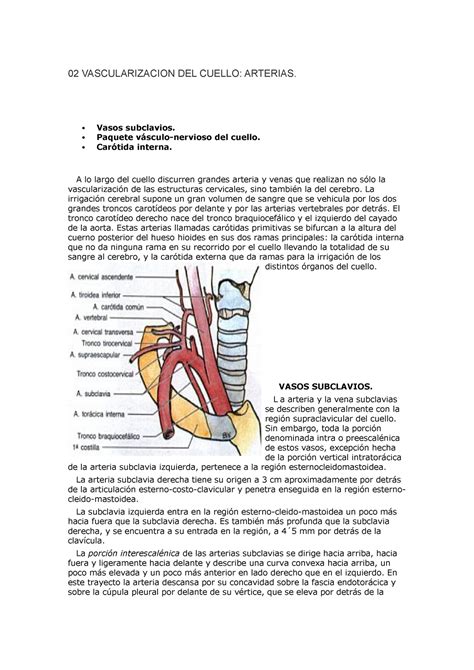 02 Vascularizacion DEL Cuello 02 VASCULARIZACION DEL CUELLO ARTERIAS