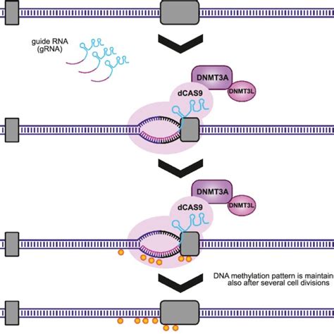 DCas9 TET1 Induces DNA Demethylation In A Limited Region A Schematic