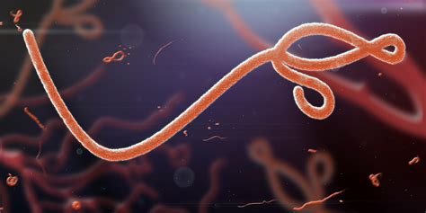 Ebola Virus Disease Evd What It Is And How You Can Protect Yourself