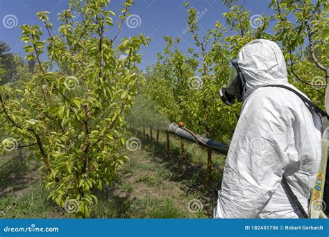 Man In Personal Protective Equipment Spraying Orchard With Backpack