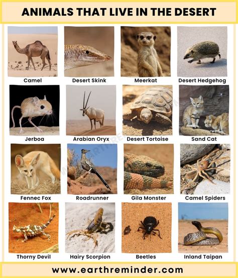 Animals That Live in The Desert | Desert ecosystem, Desert animals ...