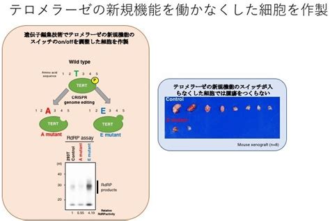 細胞不死化酵素「テロメラーゼ」に新しいがん化機能を発見｜国立がん研究センター