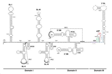 West Nile Virus Structure And Shape