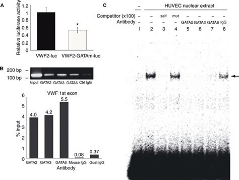 A 220 GATA Motif Mediates Basal But Not Endotoxin Repressible