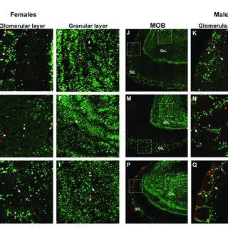 Photomicrographs Of Double Immunolabeling For Brdu Red New Cells And