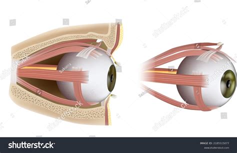 Human Eye Extraocular Muscles Ophthalmology Royalty Free Stock