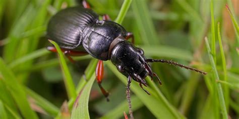 Habitat Will Dictate Whether Ground Beetles Win or Lose against Climate ...