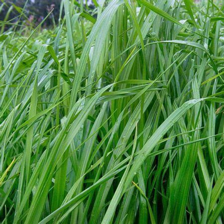 Semilla De Pasto Azul Orchoro Pasturas Tropicales Semillas De