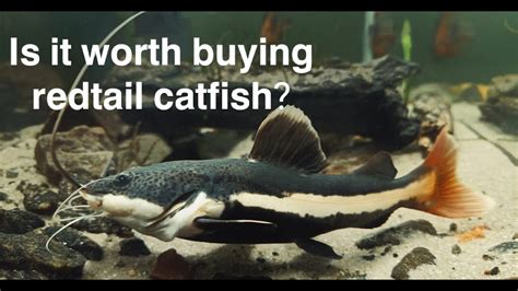 Redtail Catfish Care Habitat And Growth Monster Fish Types Of Food You