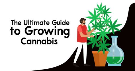 The Ultimate Guide to Growing Cannabis