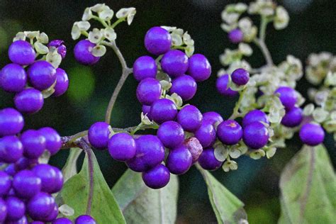 Purple Seeds Photograph by Sharon Gucker | Fine Art America