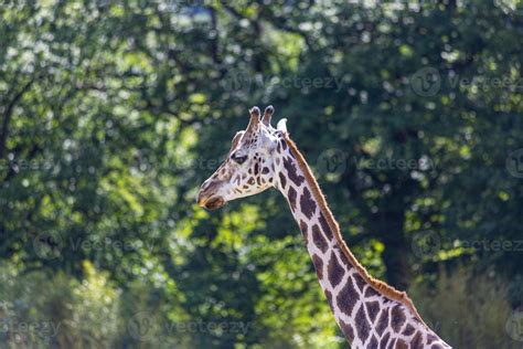 Portrait of an African giraffe taken in a German zoo 17517649 Stock ...