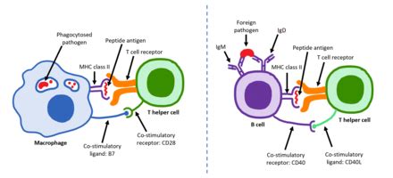 cd family receptor wikipedia