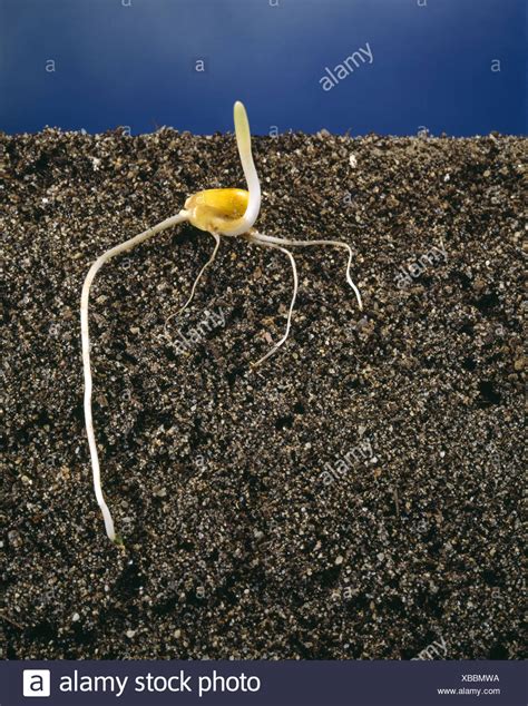 Corn Seed Germinating Stock Photos And Corn Seed Germinating Stock Images