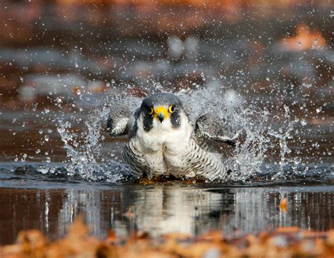 Peregrine Falcon | Audubon Field Guide