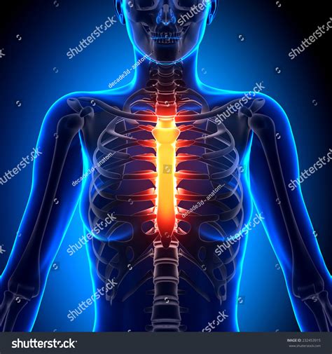 Female Bone Anatomy