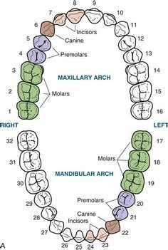 Tooth numbering system in Canada