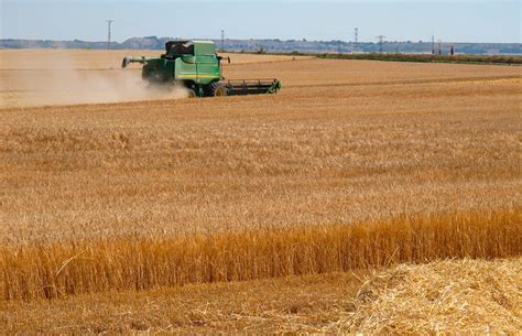 Los Precios De Los Cereales Siguen Sin Rumbo Fijo Tras Las Fuertes