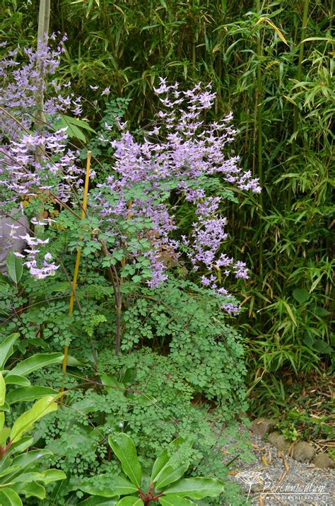 Thalictrum delavayi var. decorum | Perenniculum