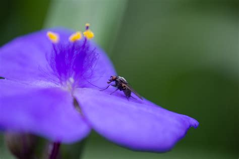 Dsc Mun Botantical Garden Tony Crann Flickr