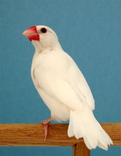 White Java Finch Male 動物 鳥 可愛い