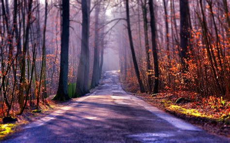 Fondos de pantalla luz de sol Árboles bosque naturaleza la