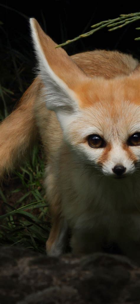 Download Adorable Fennec Fox with Brown Eyes HD Wallpaper - GetWalls.io