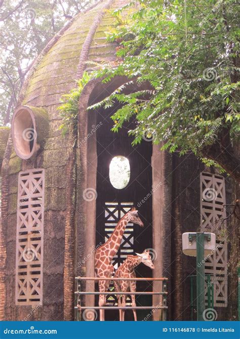 Ragunan Zoo Jakarta Stock Photo Image Of Margasatwa 116146878