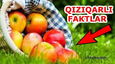 Qiziqarli Faktlar